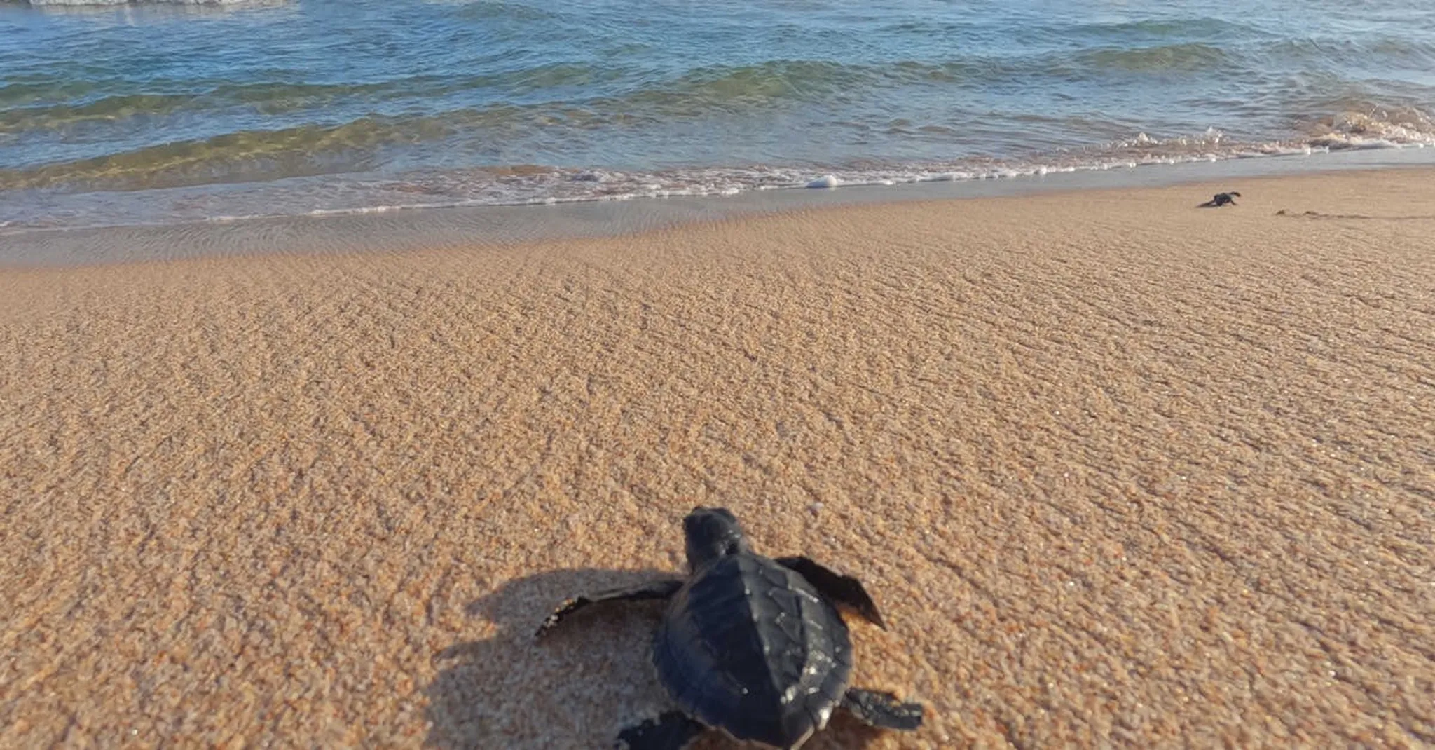 World Turtle Day in Tulum 2026: Sea Turtle Season & Conservation Stays