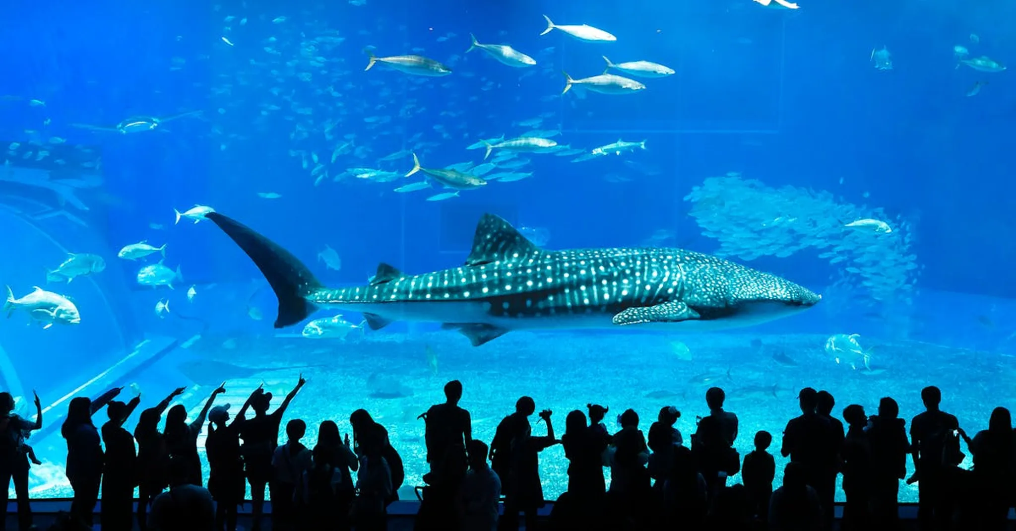 OdySea Aquarium Scottsdale 2026: Family Day Trips and Nearby Stays