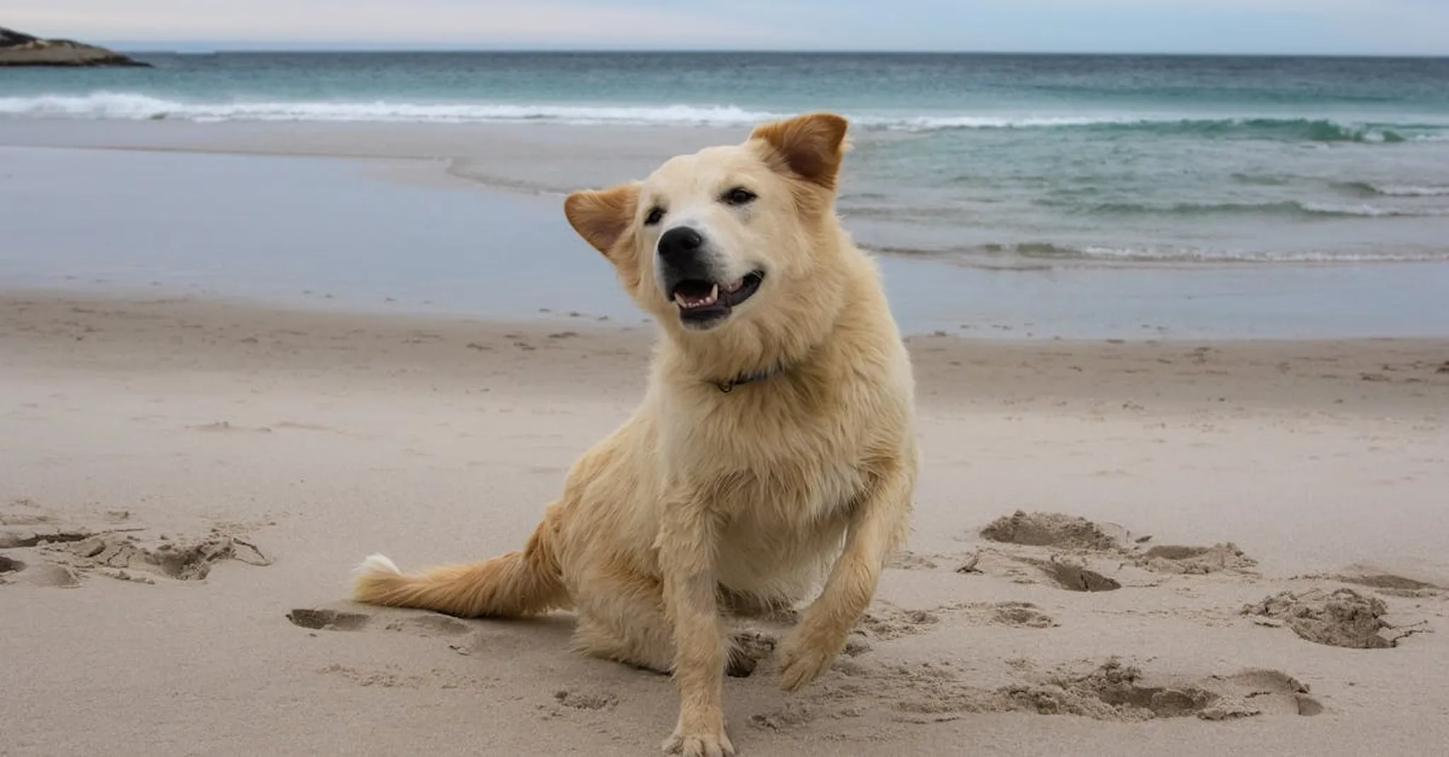 Golden Retriever enjoying a day at the beach with a playful pose and ocean background.