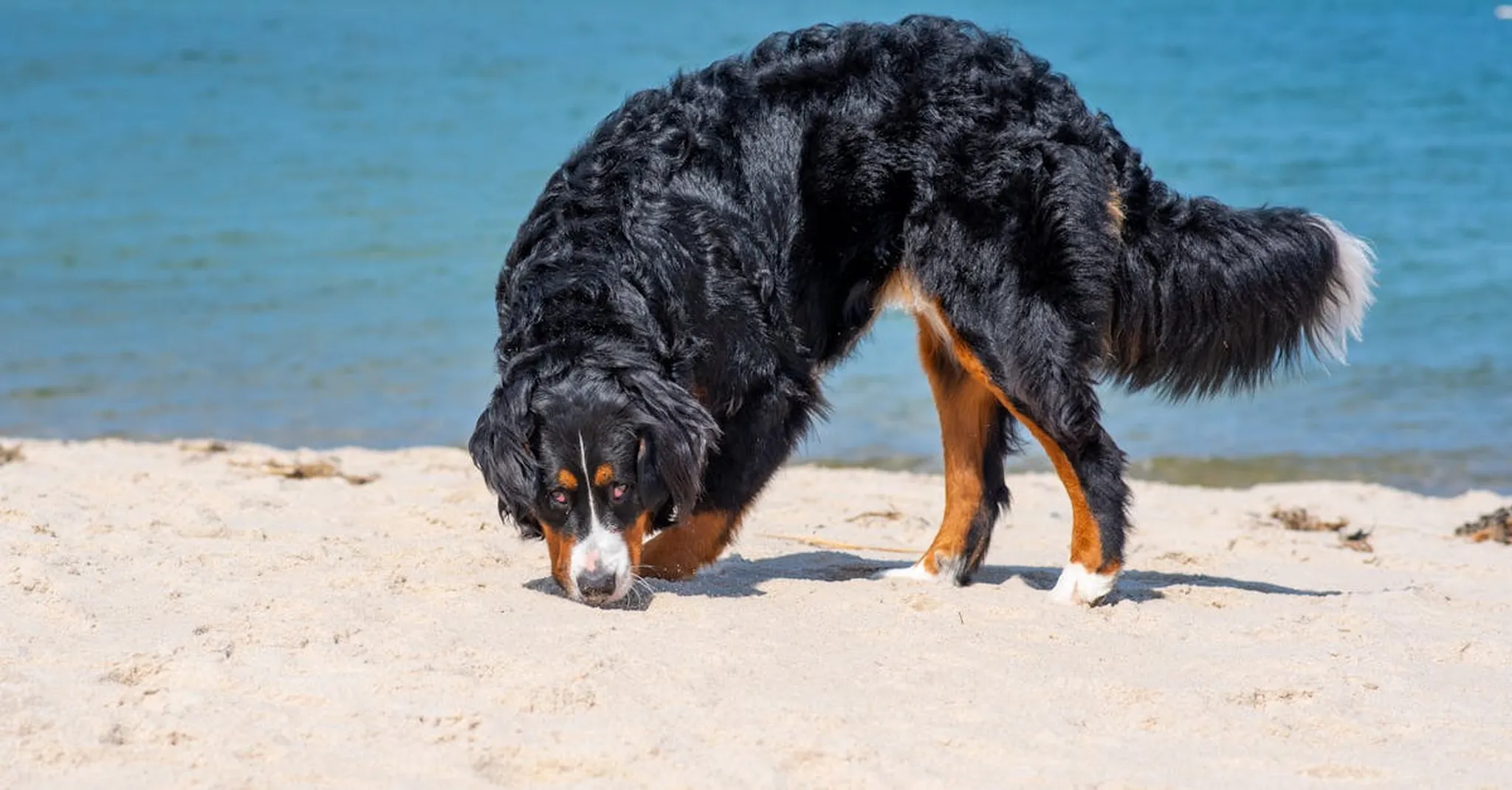 A Bernese Mountain Dog sniffs the sand on a sunny beach day.