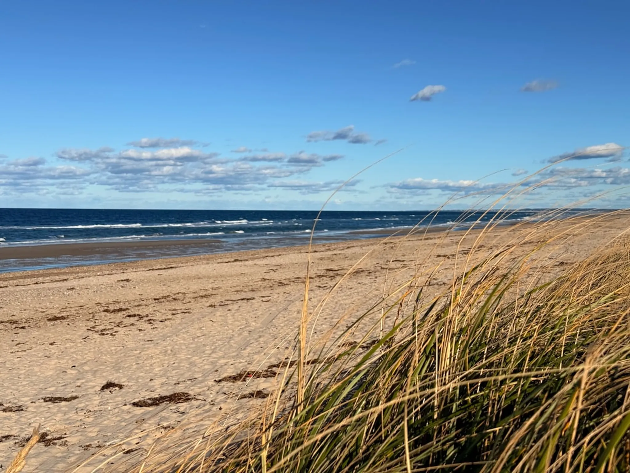 A view of a beach with grass and the ocean in the background