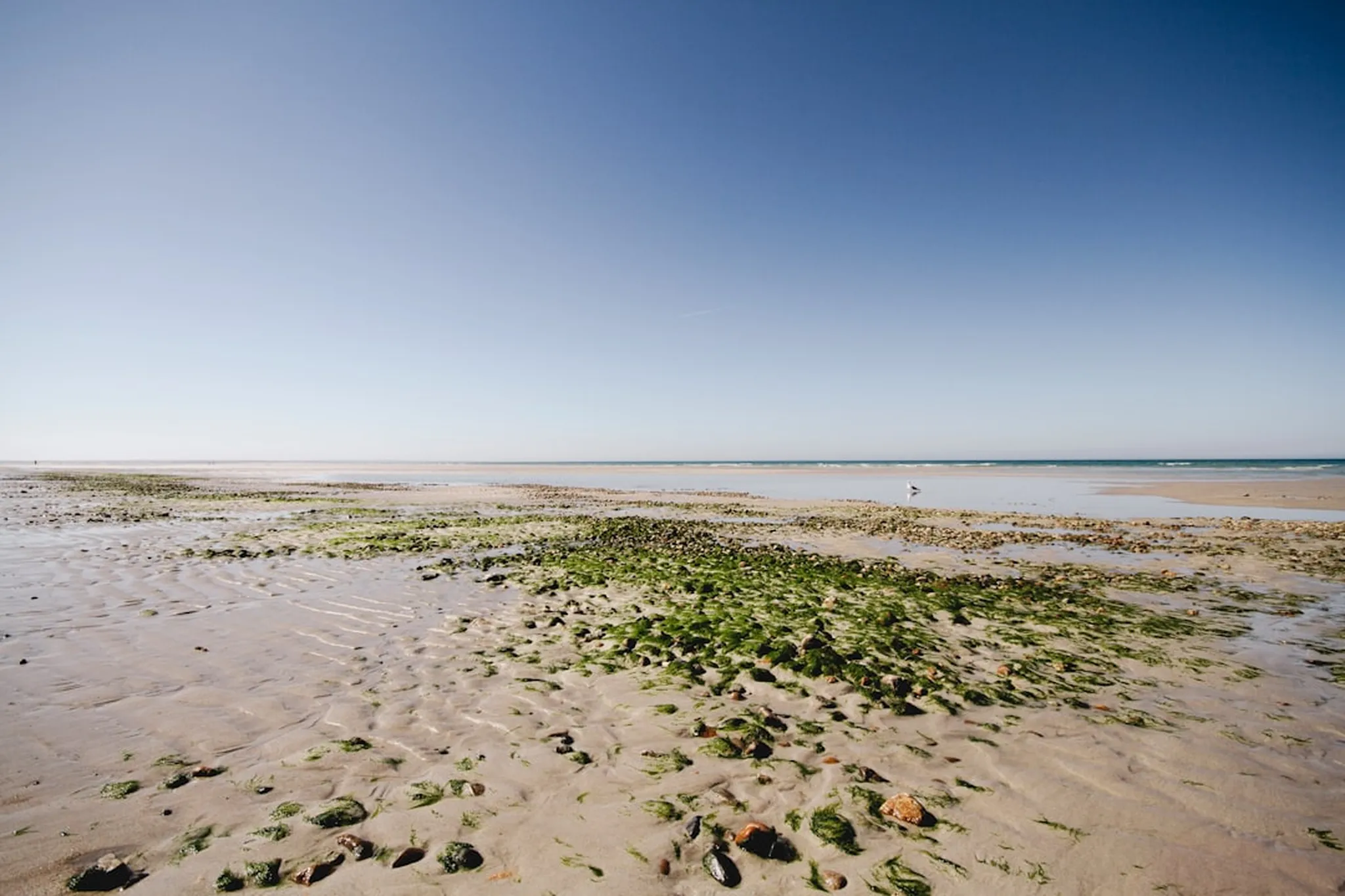 a sandy beach covered in green seaweed under a blue sky