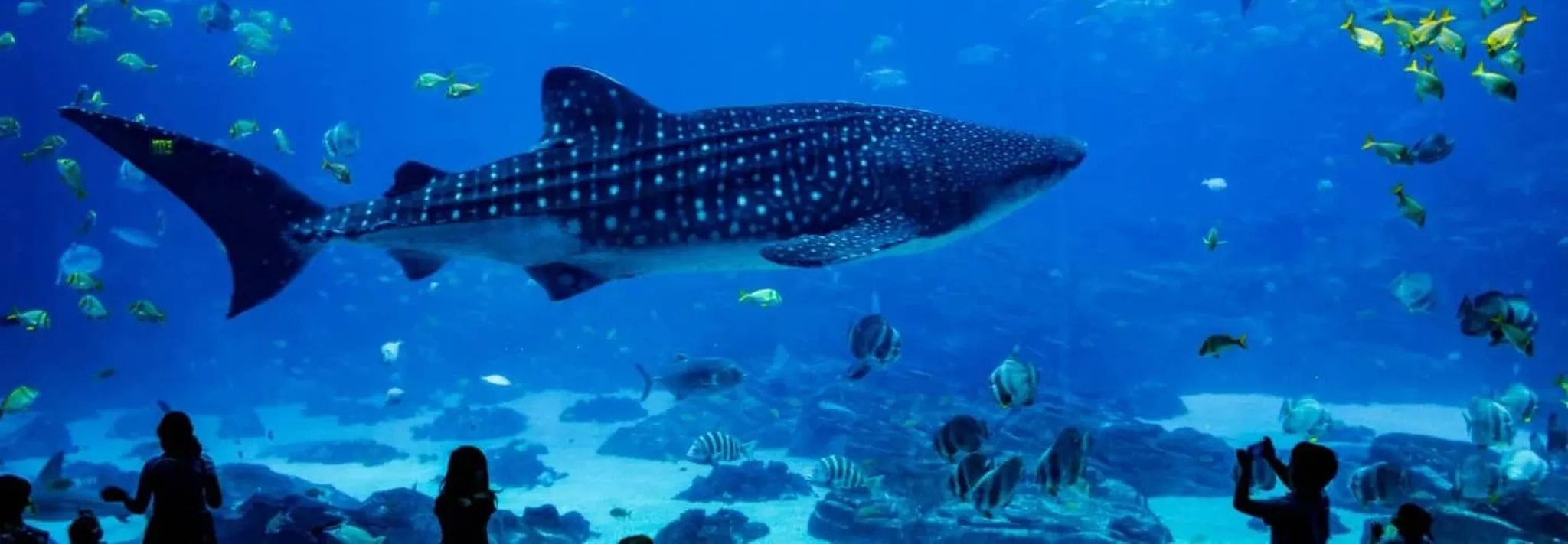 Seattle Aquarium Adventures