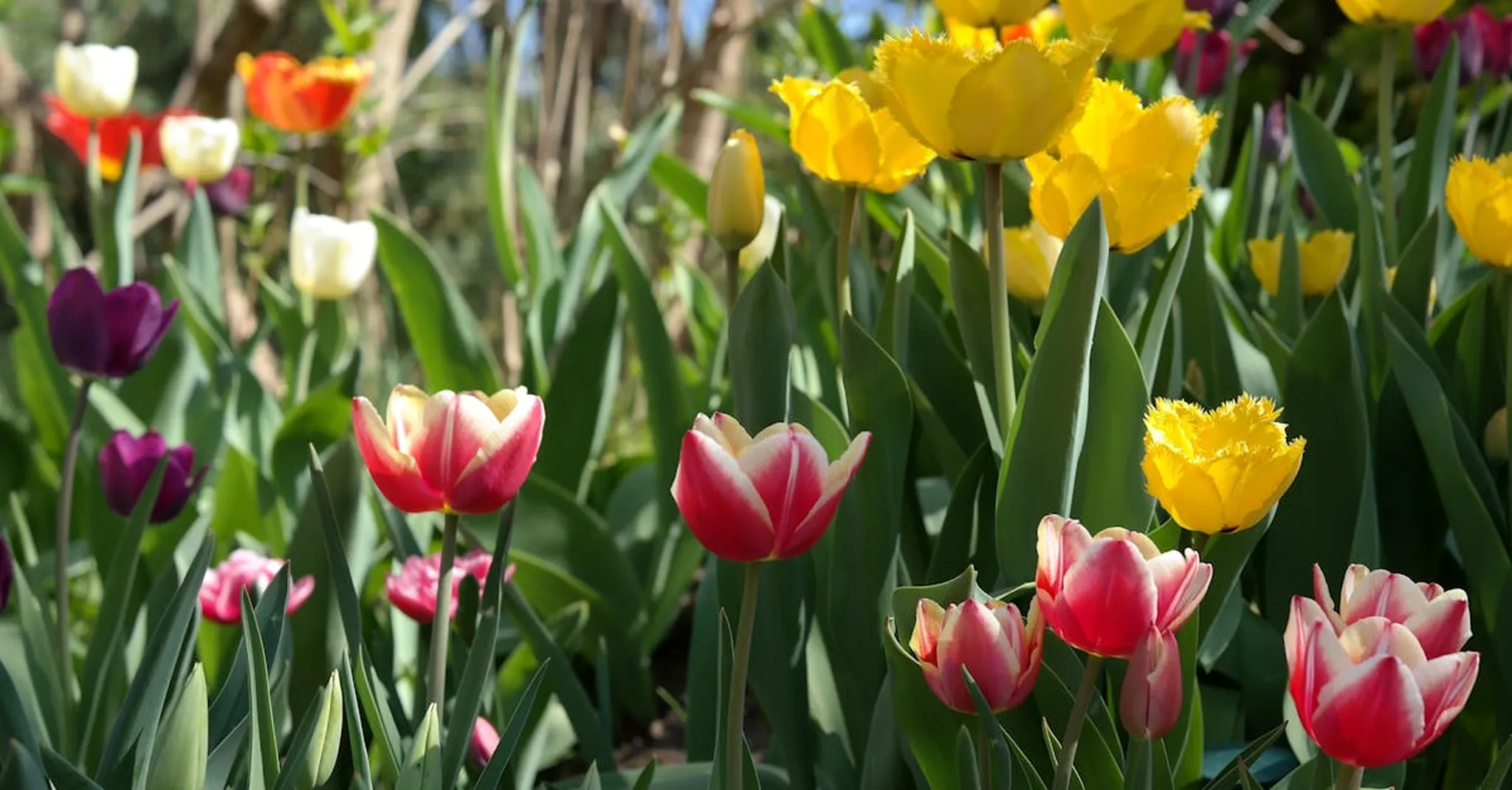 Biltmore Blooms 2026: Spring Gardens & Treehouse Stays Near Asheville