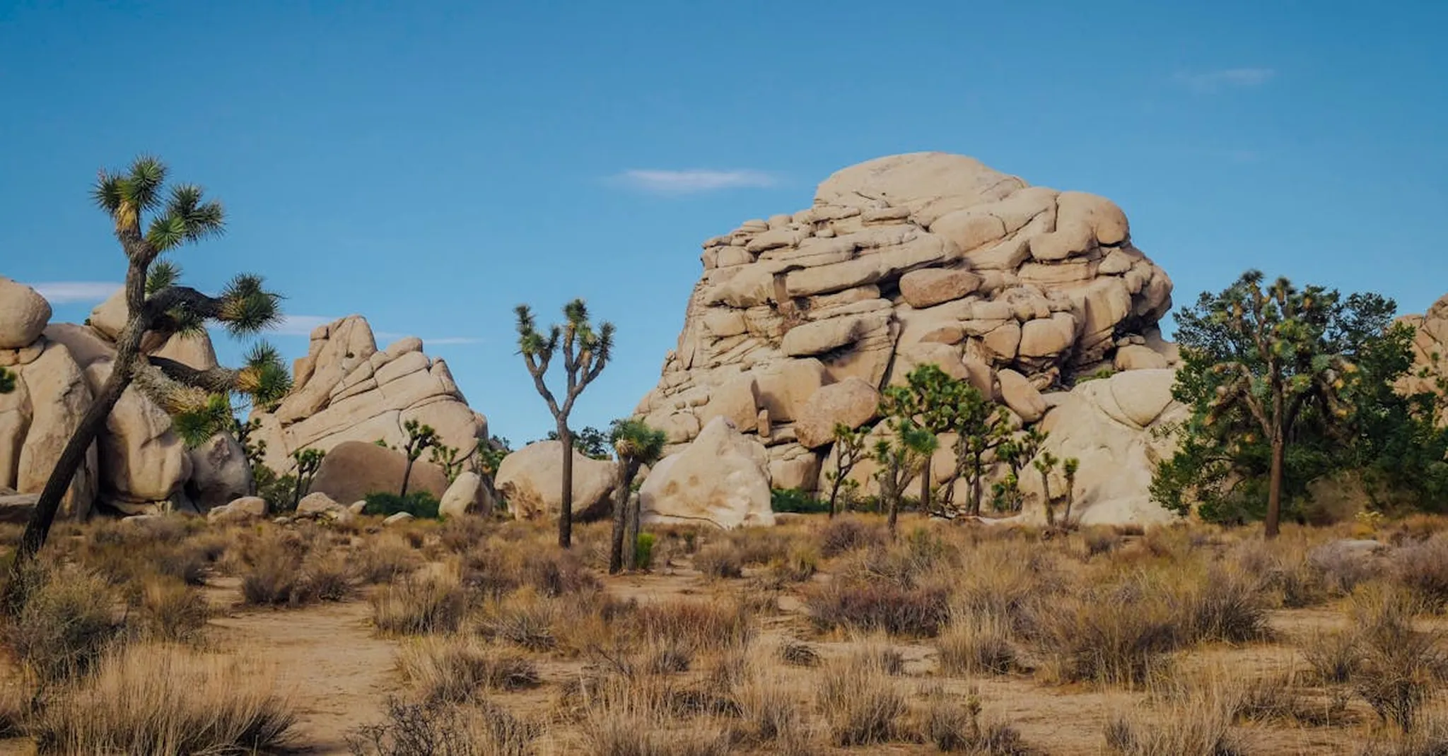 Best Day Trips from Palm Desert: Joshua Tree, Salton Sea, and More