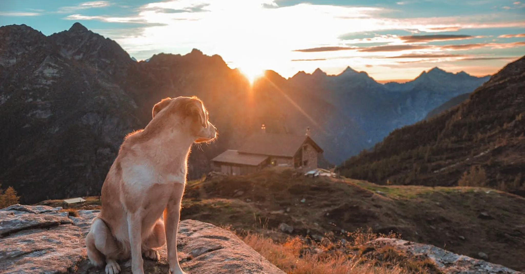 Pet-Friendly Cabin Rentals Near Asheville: 2026 Guide for Dog Owners