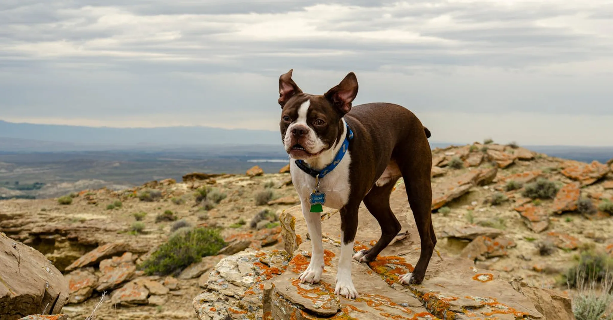 Dog-Friendly Stays in Sheridan, Wyoming: Vacation Rentals That Welcome Your Pup