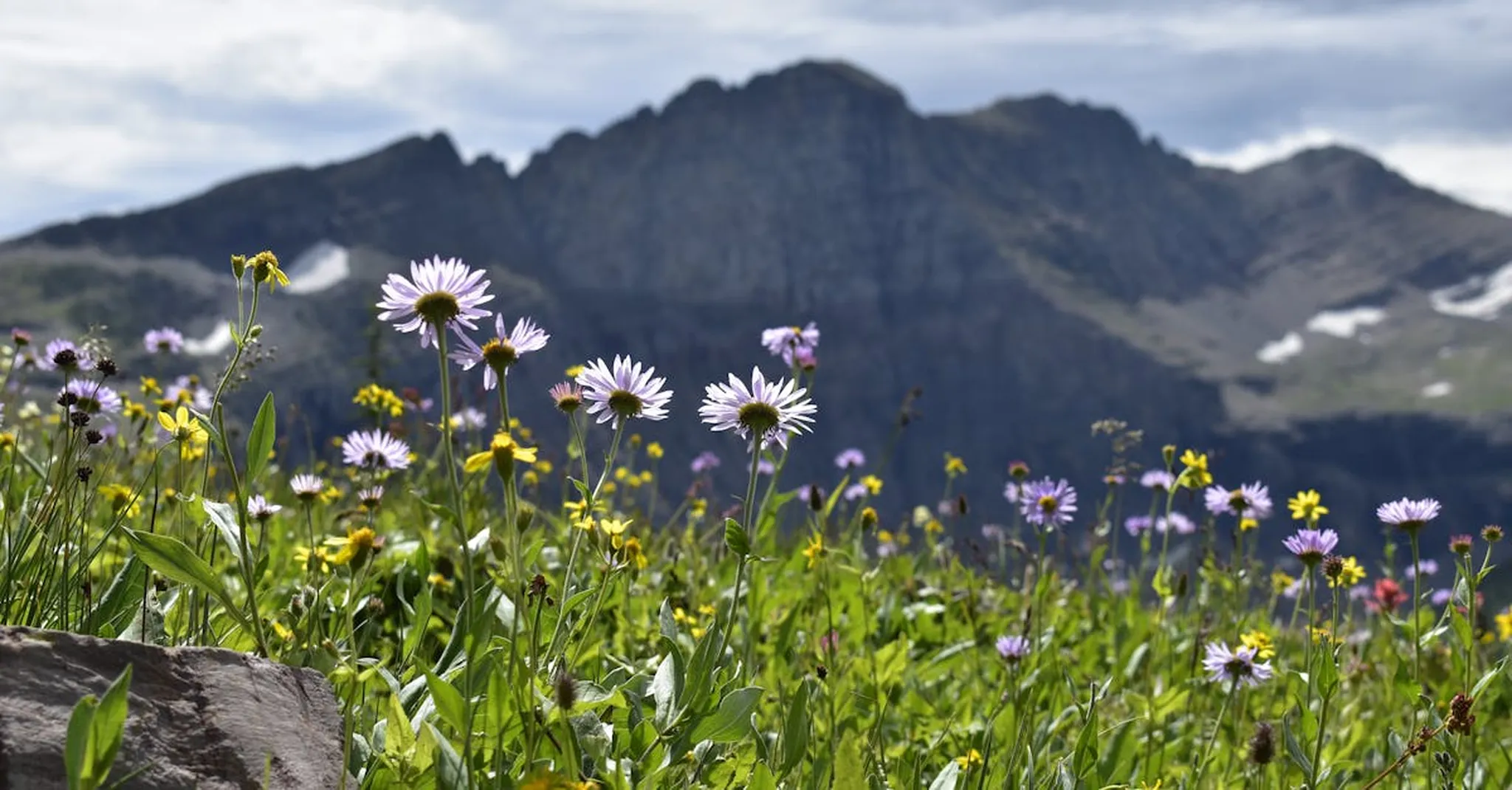 Bighorn Mountain Wildflower Season 2026: Best Blooms & Where to Stay